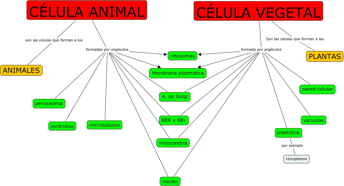 células animales y vegetales